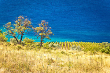 Vineyard and beautiful coast by turquoise sea