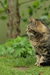Naklejka na ściany i meble Chat domestique (Felis silvestris catus) 