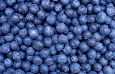 Freshly picked blueberries