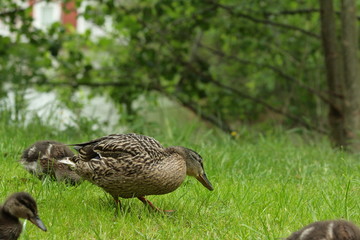 Cane colvert (Anas platyrhynchos)