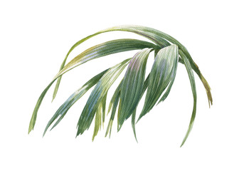 watercolor painting of coconut palm leaves isolated on white background