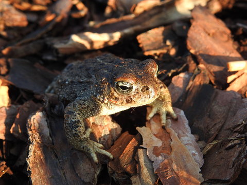 Natterjack toad (Epidalea calamita / Bufo calamita)