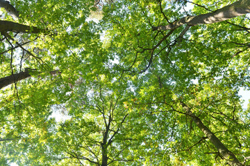 Fototapeta na wymiar Trees canopies