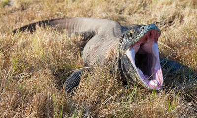 Naklejka premium Yawning Komodo Dragon. Rinca island, Indonesia.