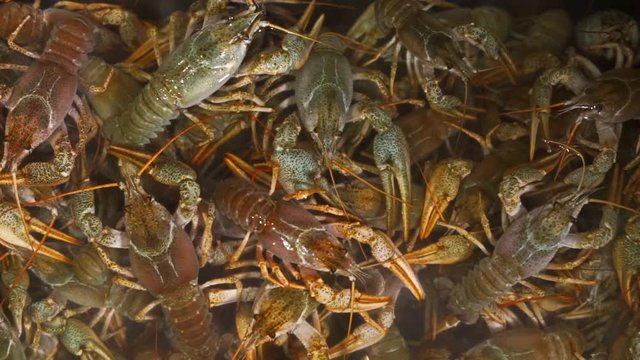 Background of freshwater crayfish moving in water close-up