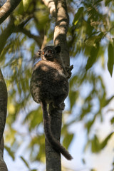 Red-tailed sportive lemur