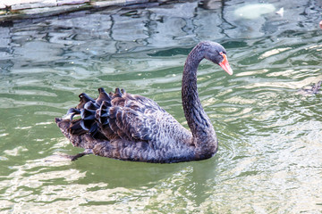 Naklejka premium Black Swan with red beak swimming in a pond.