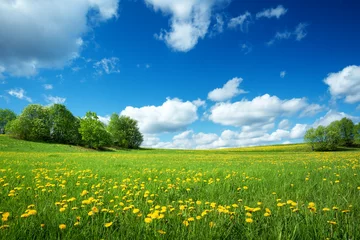 Abwaschbare Fototapete Wiese, Sumpf Feld mit Löwenzahn und blauem Himmel