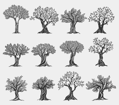 Olive oil trees logo isolated, agriculture icons