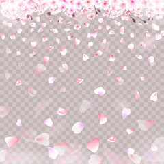 Blooming cherry. Spring background. Falling sakura pink petals. EPS 10 vector