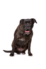 Obraz premium mixed breed dog