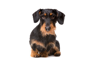 wire haired dachshund