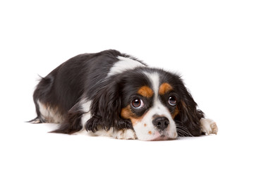 cavalier king charles spaniel