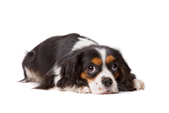 cavalier king charles spaniel