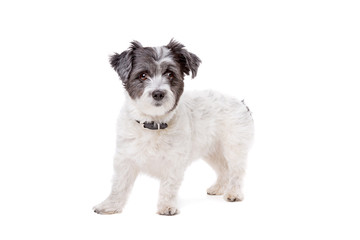 small white and grey haired dog