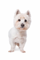 West Highland white terrier