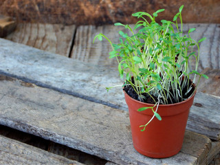 Micro greens sprout. Fresh watercress salad in a pot on a wooden background. Selective focus