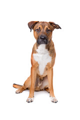 young mixed breed dog