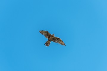 A trained saker falcon flying