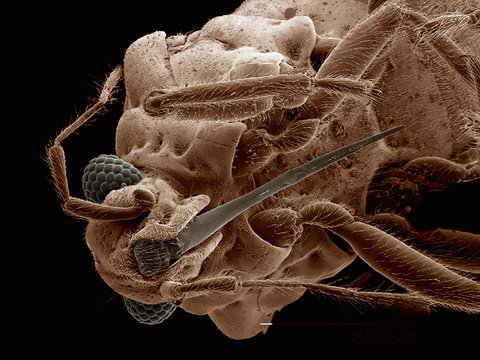 Mouthparts of Hebridae bug (Hemiptera)