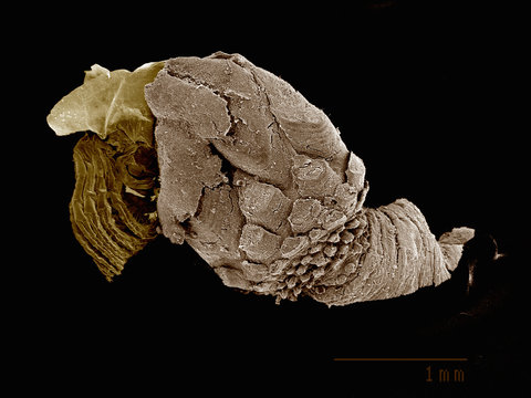 Gooseneck barnacle Pedunculata: Pollicipededae poss. Pollicipes sp
