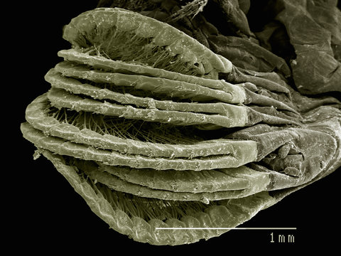 Appendages of a gooseneck barnacle Pedunculata: Pollicipededae poss. Pollicipes sp