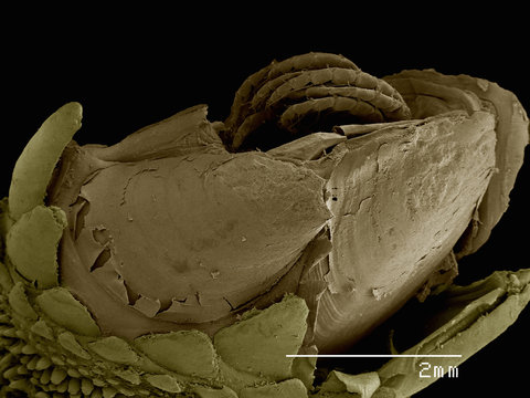 Gooseneck barnacle Pedunculata: Pollicipededae poss. Pollicipes sp