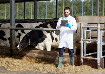 veterinarian with tablet pc and cows on dairy farm