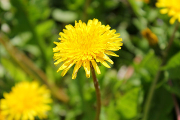 Yellow dandelions