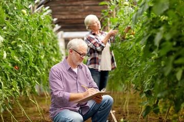 senior couple growing tomatoes at farm greenhouse