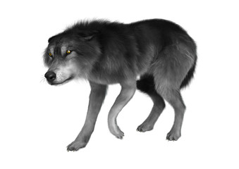 3D Rendering Gray Wolf on White