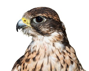 Saker falcon closeup of the head isolated on white background