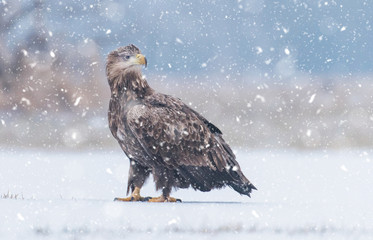 White tailed Eagle (Haliaeetus albicilla)