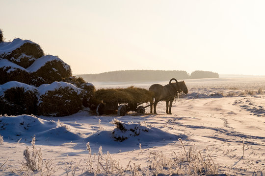 Farm horse standing in snow, rear view