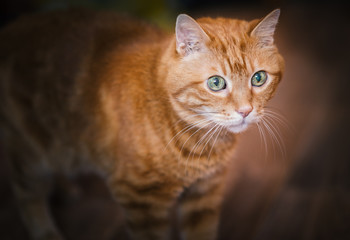 Lovely red cat. Soft focus.