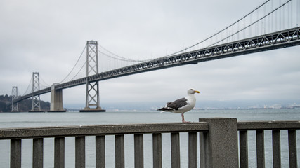 SAN FRANCISCO, CA - September 02, 2014: A seagull by the bay bridge in San Francisco