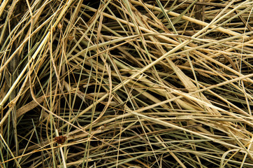 sheaf of dry grass