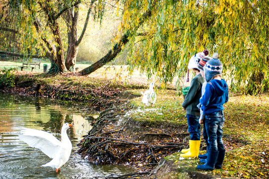 Three young boys, standing beside lake, watching goose in water