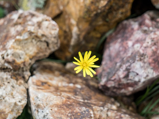 Yellow flower on the rock ground, selective focus