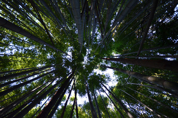 Green and natural bamboo forest