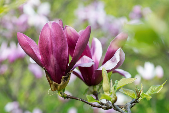 Fototapeta Flowers of magnolia on a branch pink