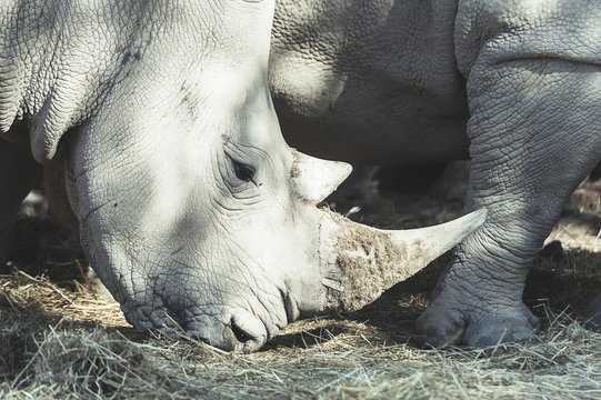 Portrait de rhinocéros blanc