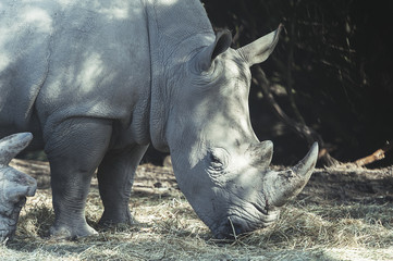 Obraz premium Rhinocéros blanc