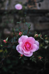 Bulgarian Rose