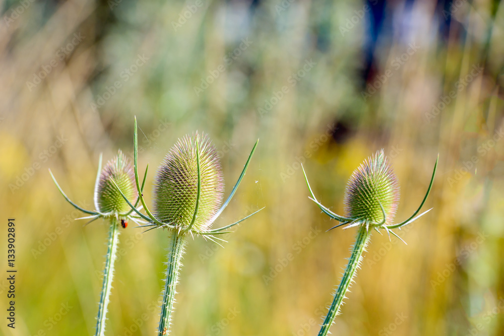 Canvas Prints Overblown wild teasel plants from close