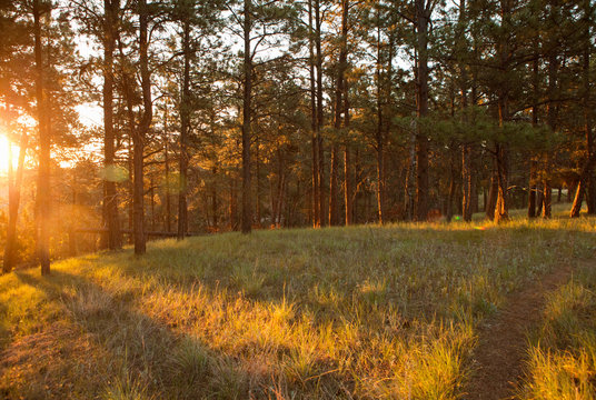 Devil's Tower National Monument, Wyoming, USA