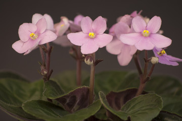African violets (Saintpaulia ionantha)