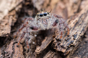 Close up female Hyllus diardi or Jumping spider on rotted wood
