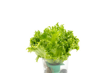 Salad leaves in glass