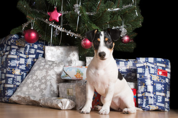Puppy of Jack Russell waiting under the Christmas tree.